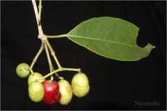 Syzygium gardneri